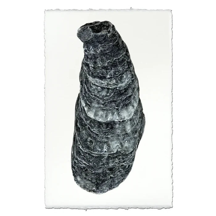 DK Oyster Print