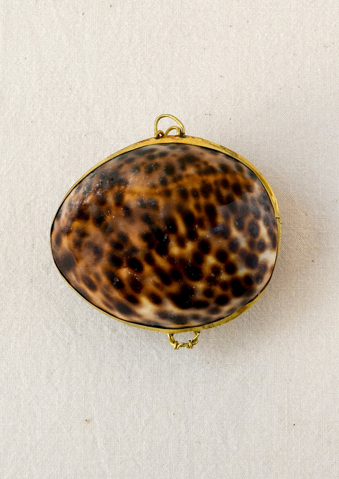 Tiger Cowrie