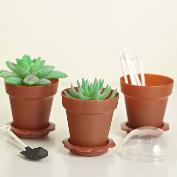Succulent plants in terracotta pots with saucers and gardening tools.