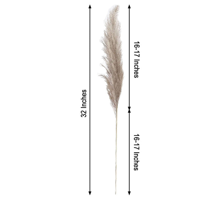 Dried pampas grass stem in natural beige color, 32 inches tall.