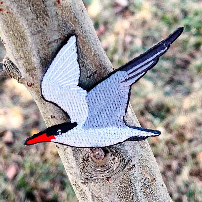Caspian Tern Patch