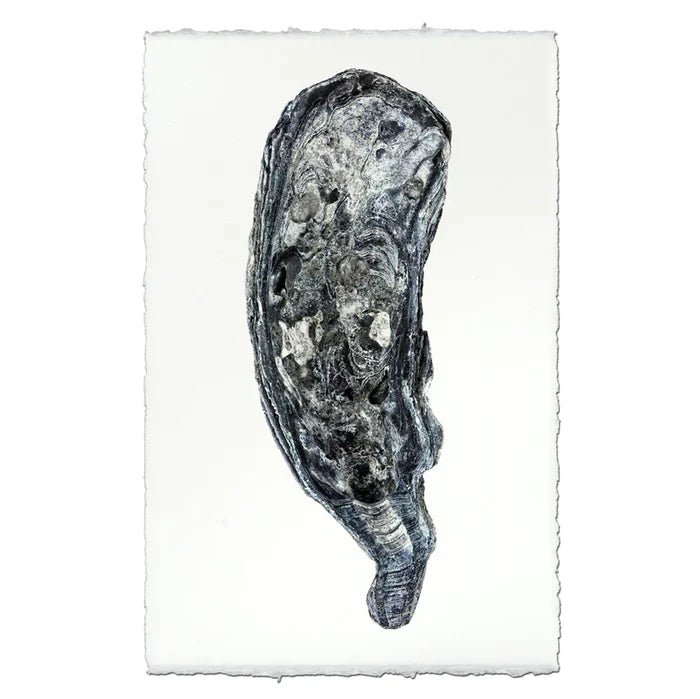 DK Oyster Print