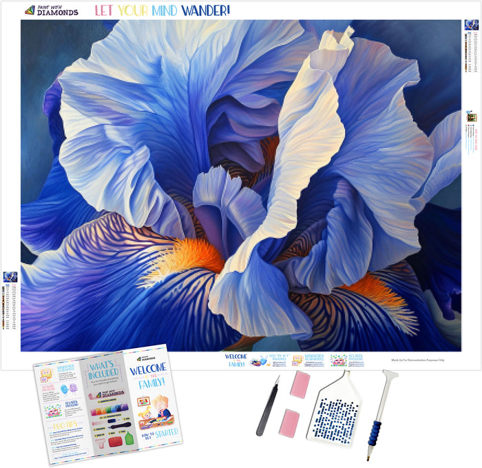Iris Intricacy
