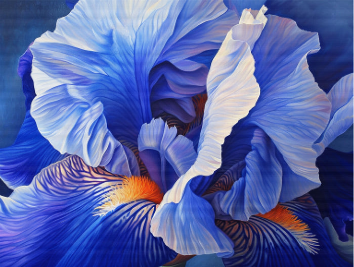 Iris Intricacy