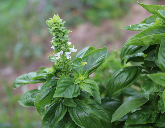 Large Leaf Basil Garden Seeds