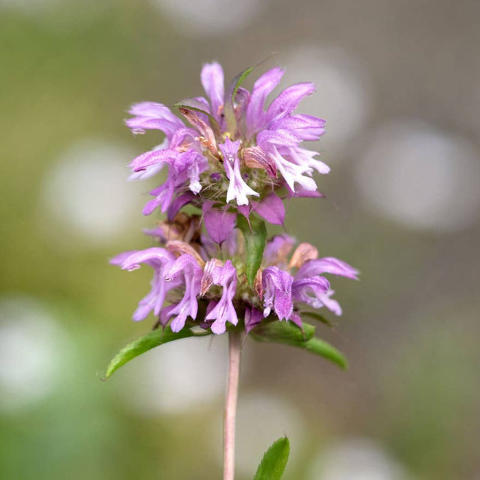 Lemon Mint Bee Balm Pollinator Garden Seeds