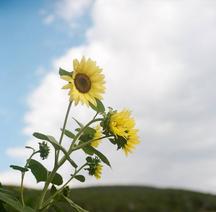 Lemon Queen Pollinator Sunflower Garden Seeds