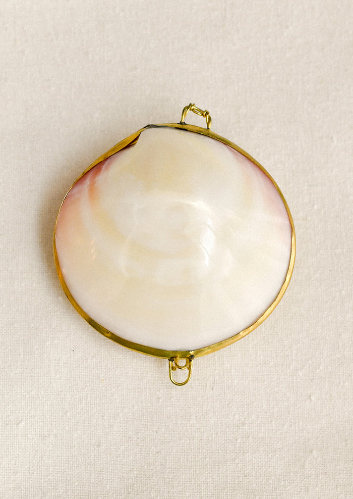 Tiger Clam